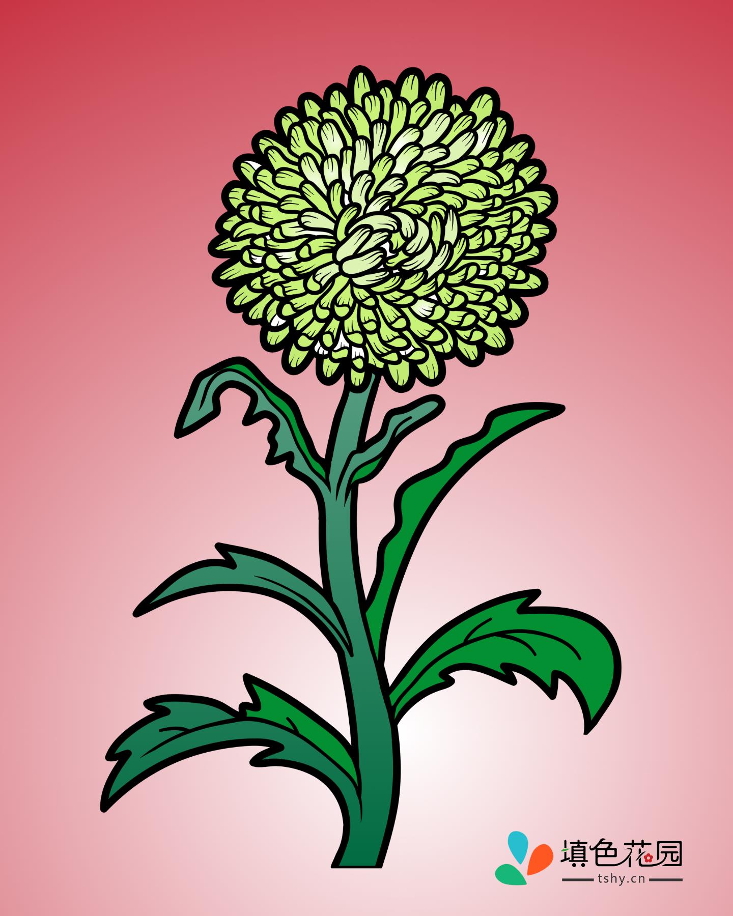 花枝-紫菀
