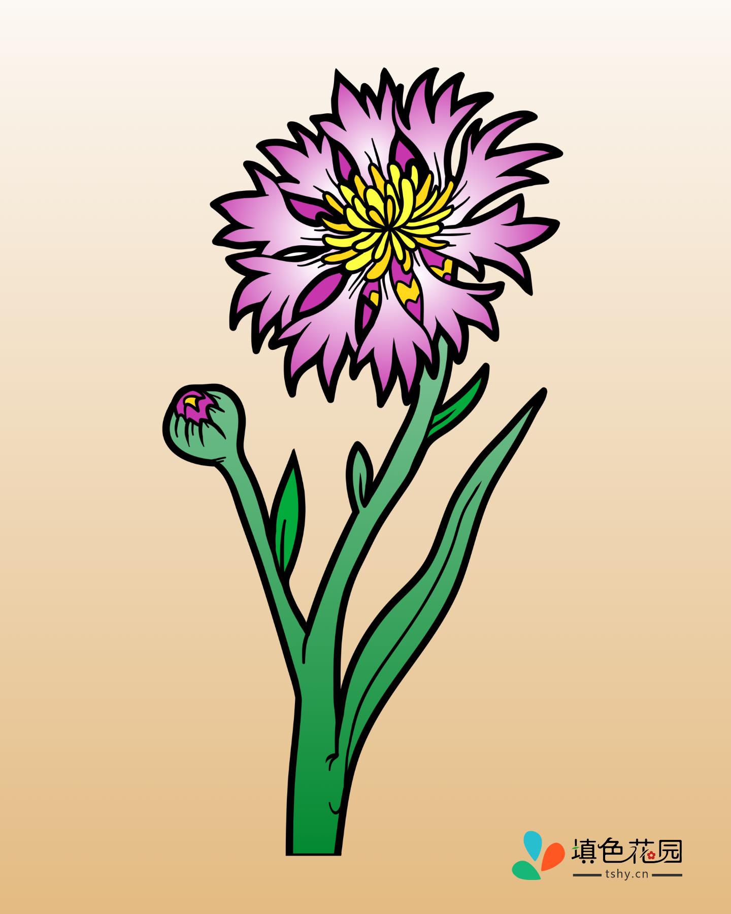 花枝-矢车菊