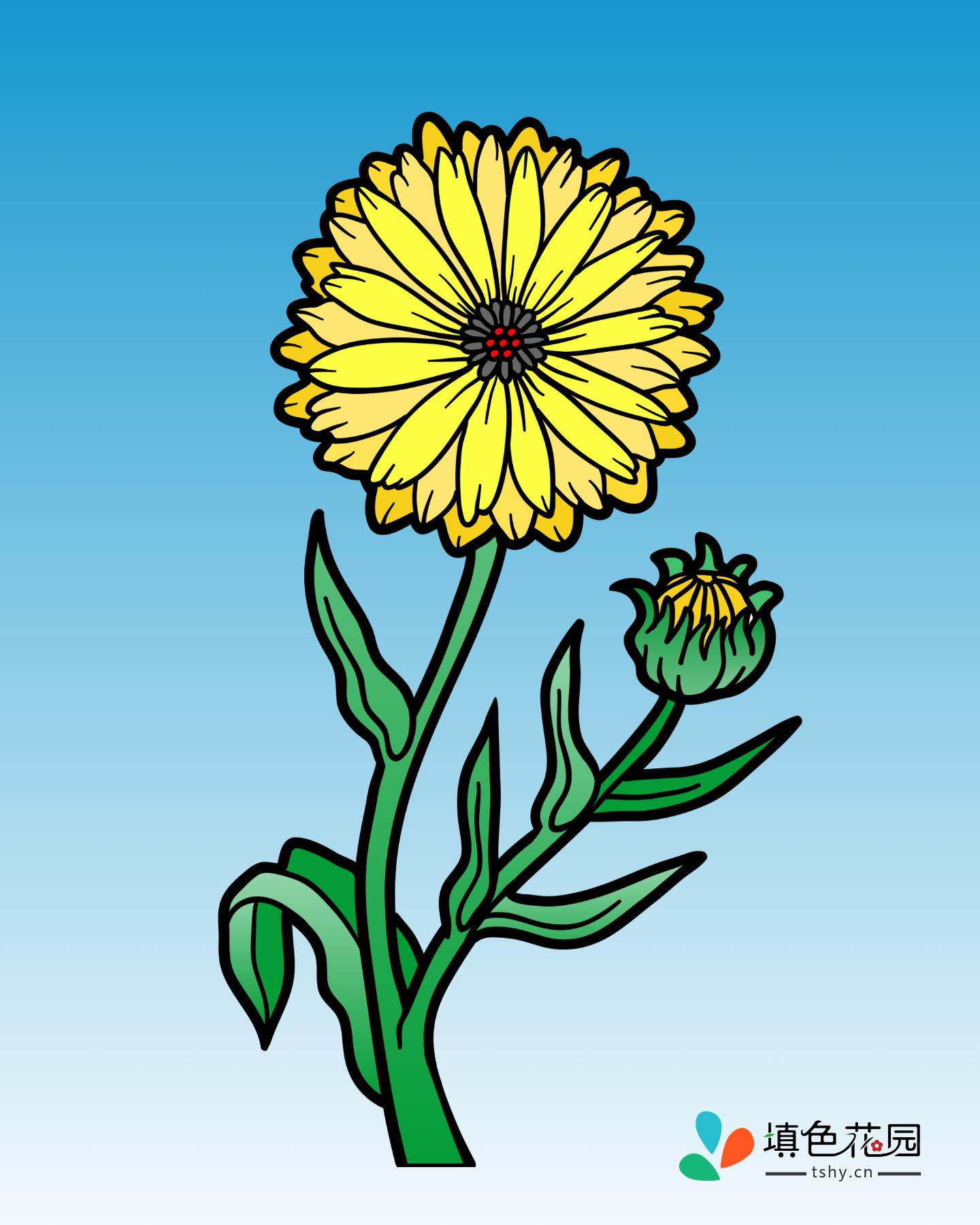 花枝-金盏花