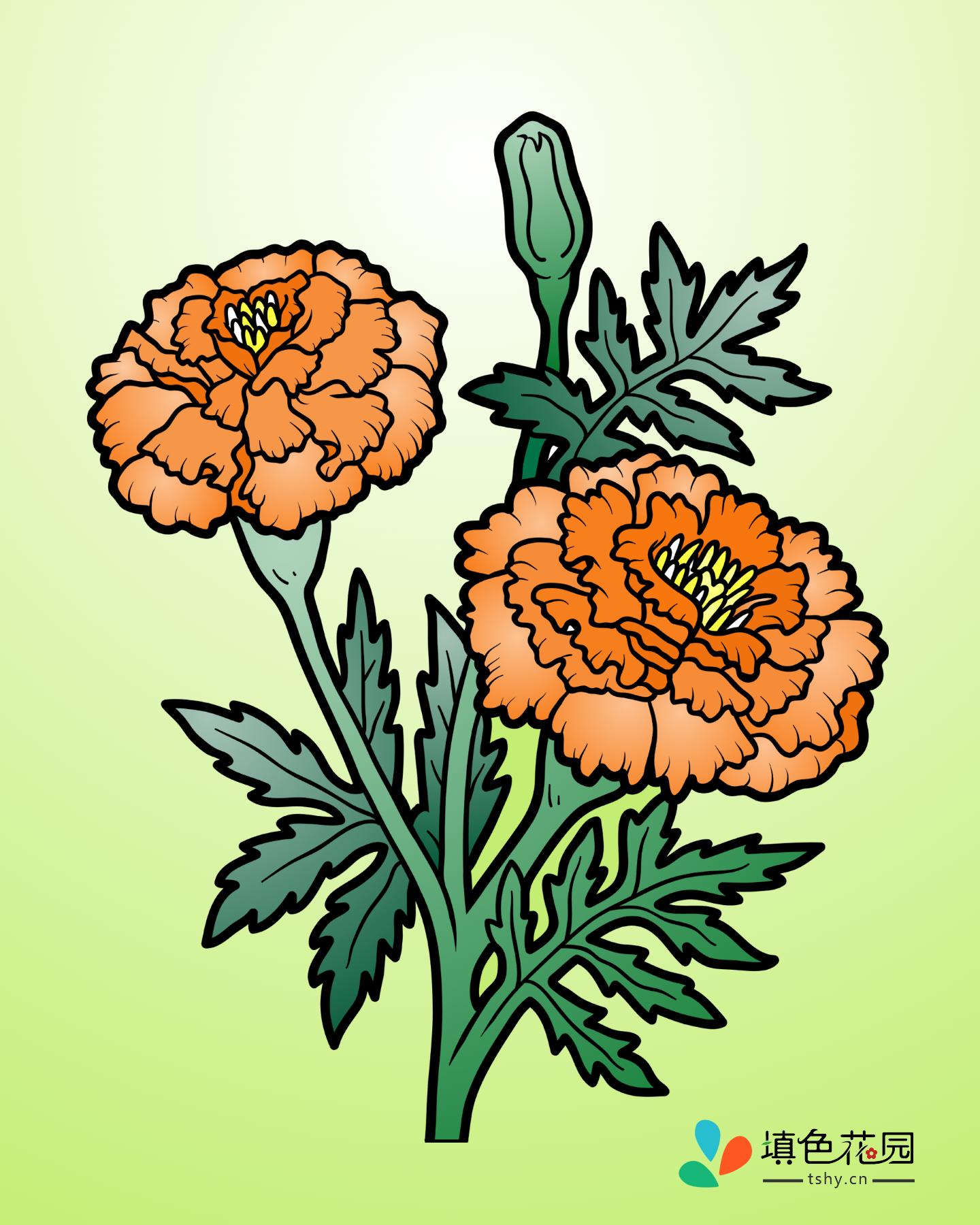 花枝-万寿菊