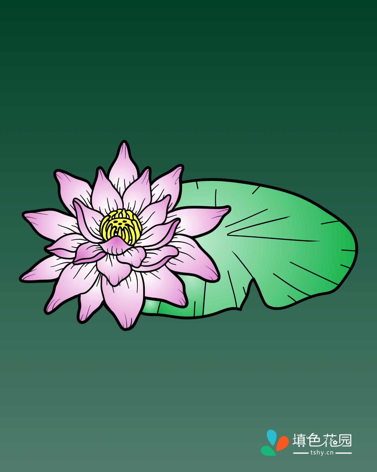 花枝-莲花