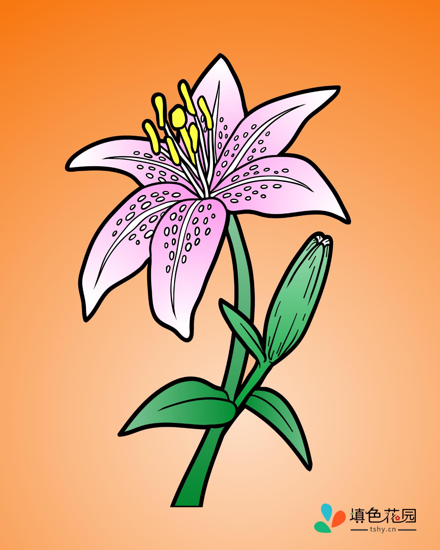 花枝-百合花