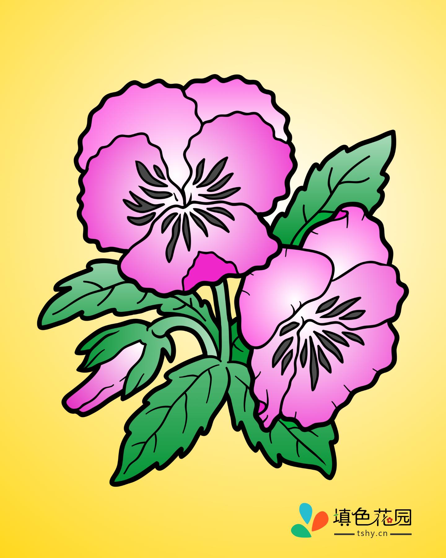 花枝-三色堇
