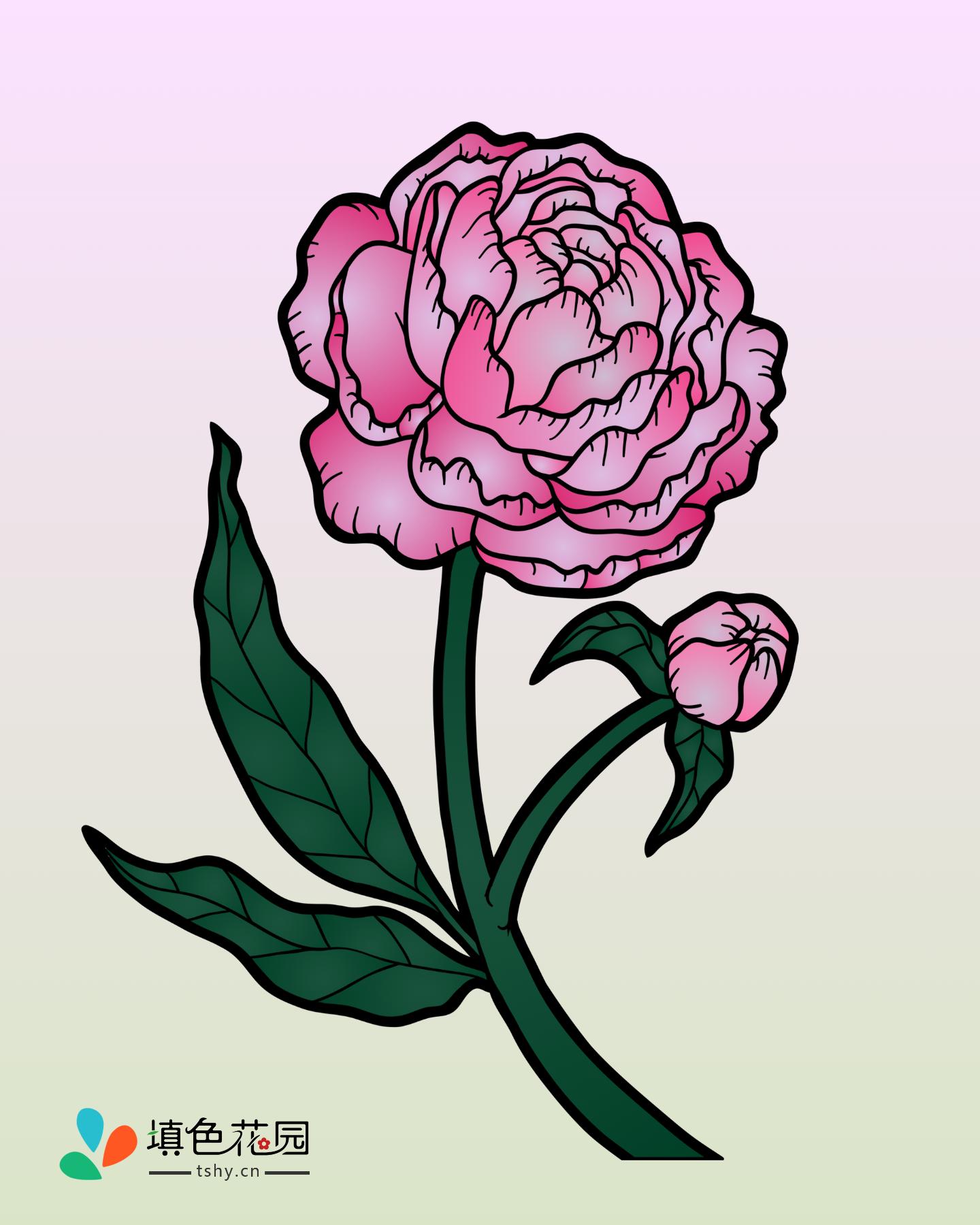 花枝-牡丹