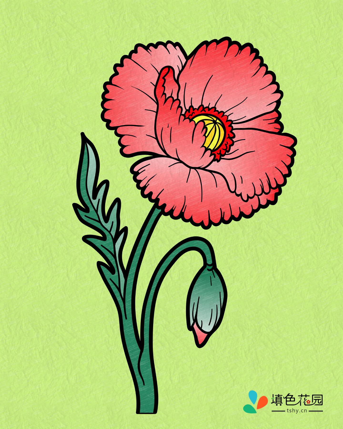 花枝