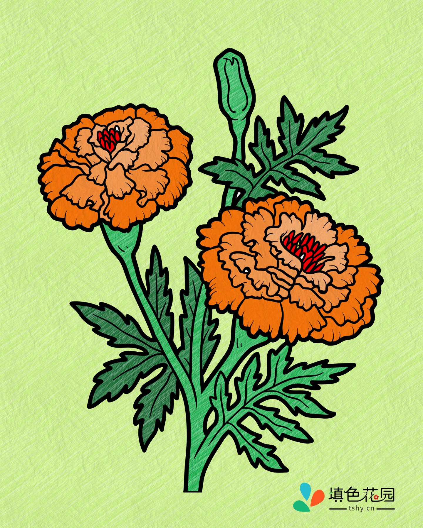 花枝-万寿菊