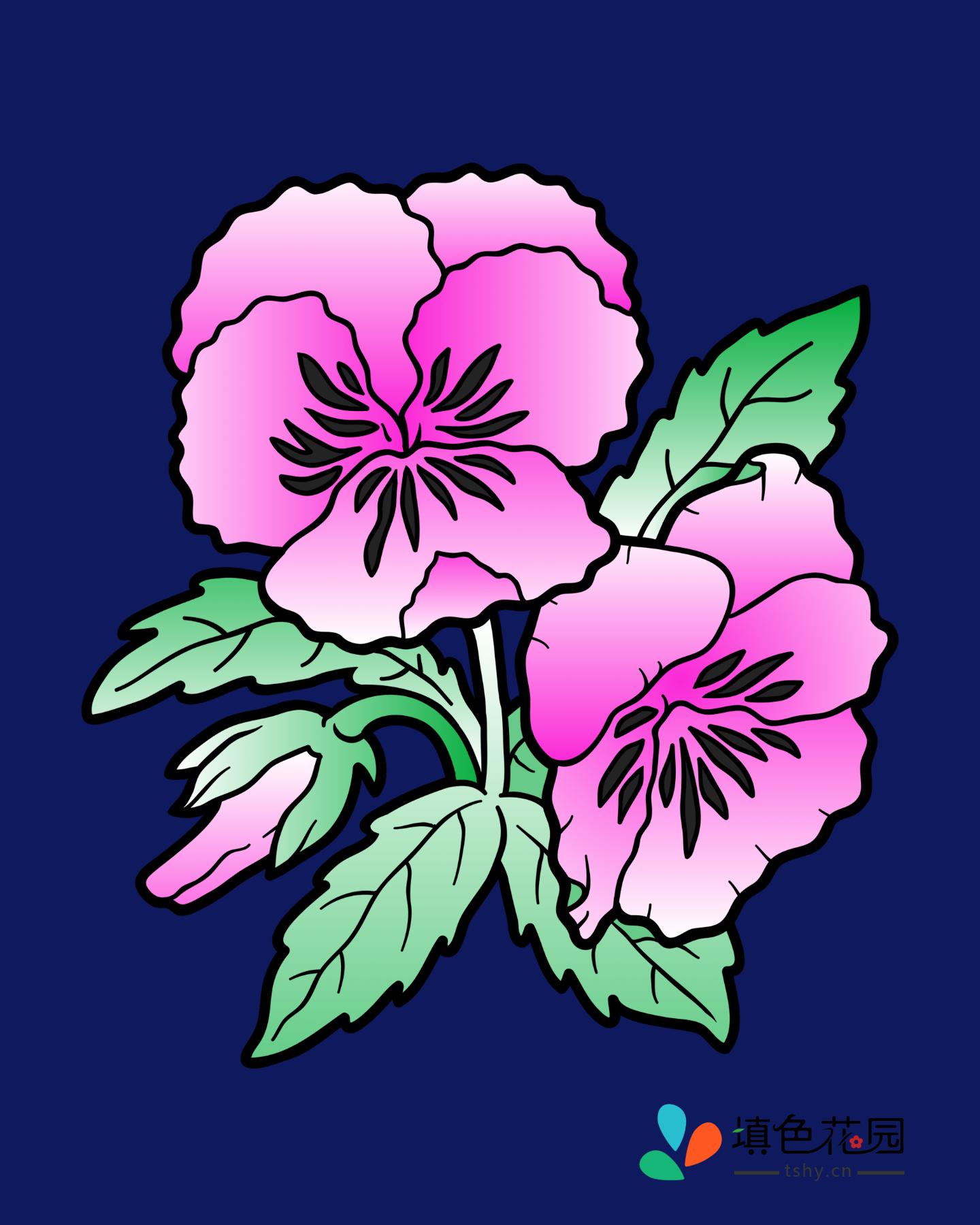 花枝-三色堇